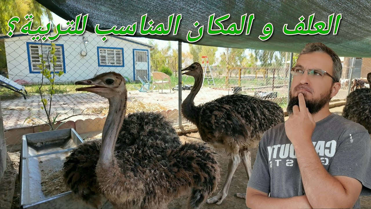 ماهو المكان و العلف المناسب لتربية النعام؟ قطف ثمار التين الأسود الكبير،بعض مشاكل الزراعة(250)