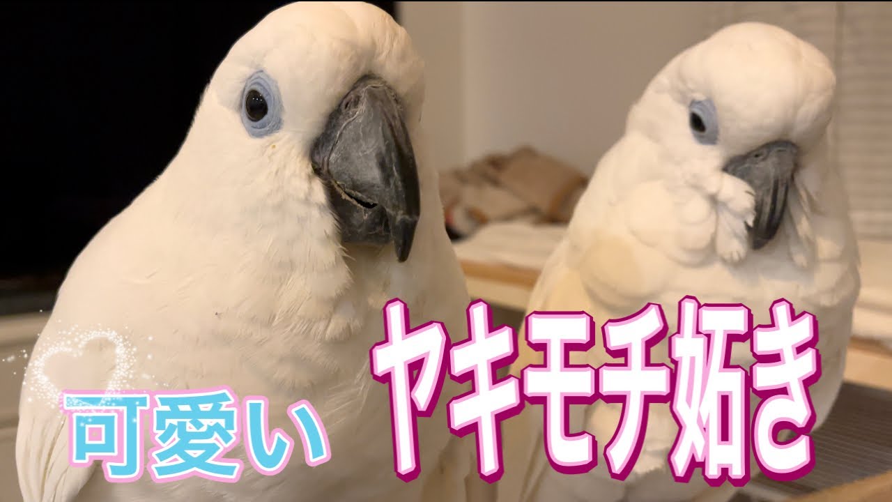 【可愛いヤキモチ妬き】ルリメタイハクオウム