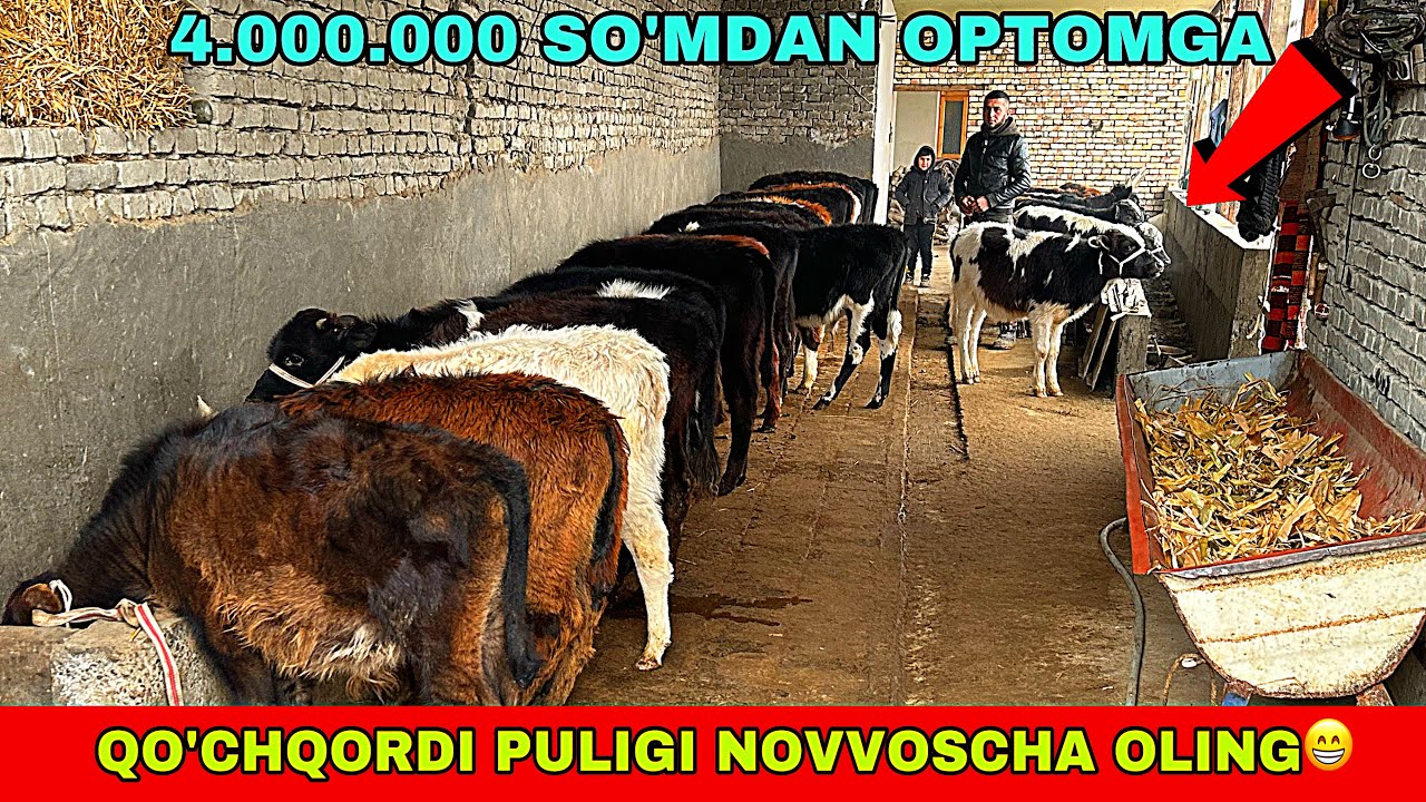 JAYDARI NOVVOSCHALAR NEGA BUNCHALIK ARZON BO’PKETDI