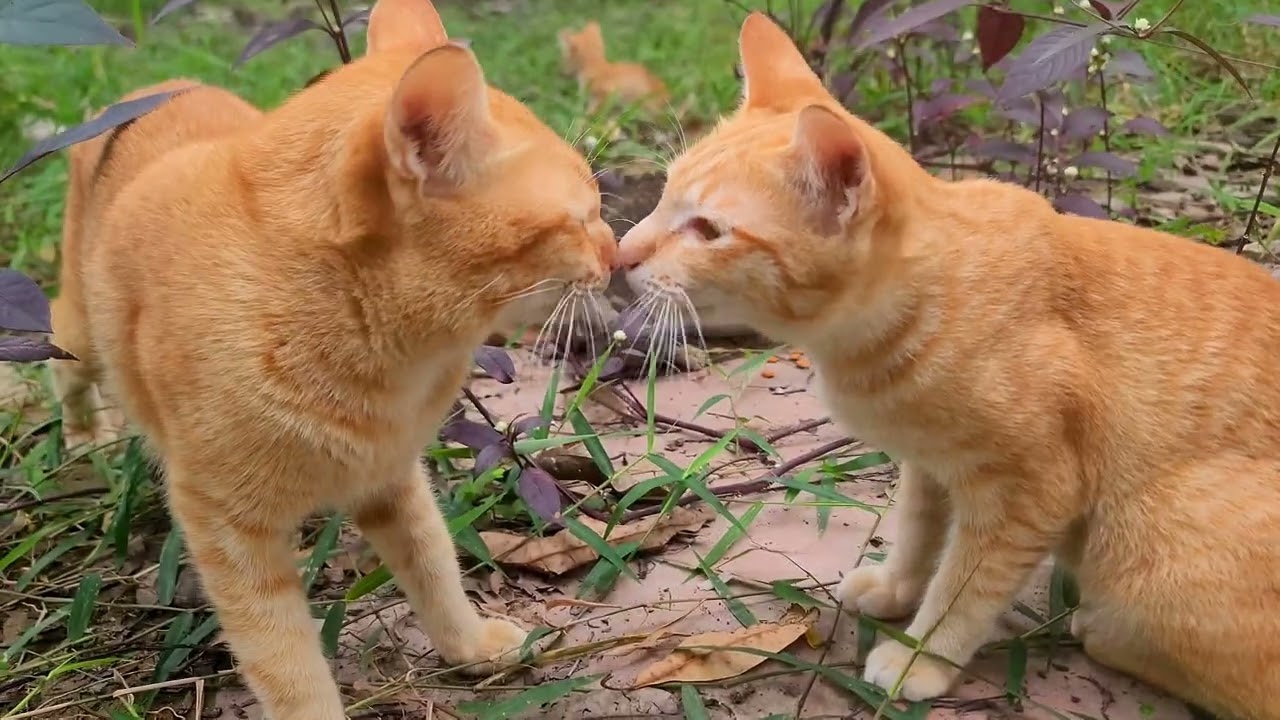 From Struggle to Joy 💛🐱 Giving Animals Their Second Chance | Paw & Hoof Life
