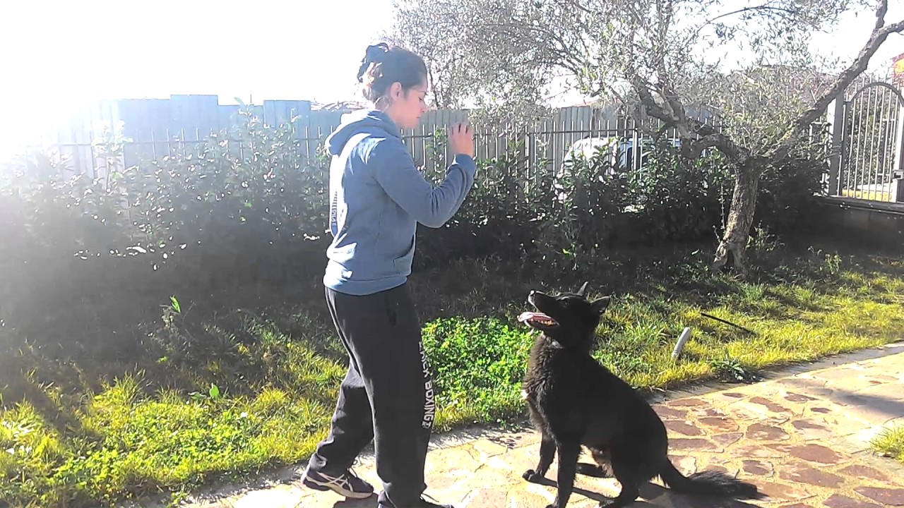 pastore apuano razza italiana dog trick #4 esercizio