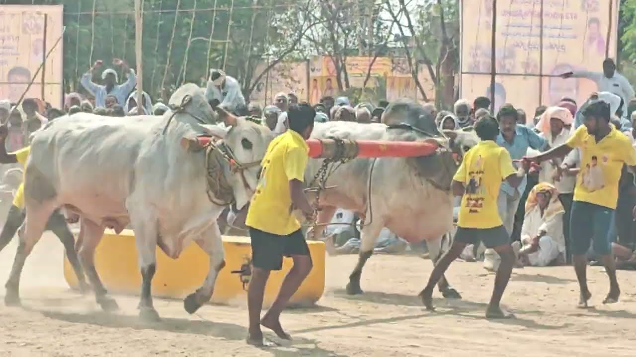 ఆకులగణపవరం సీనియర్స్ rk బుల్స్ 