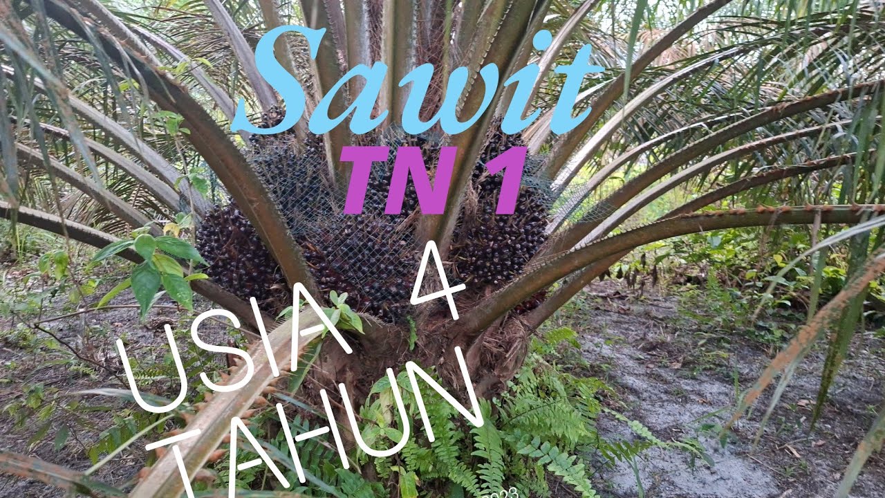 Sawit TN 1 usia hampir 4 tahun