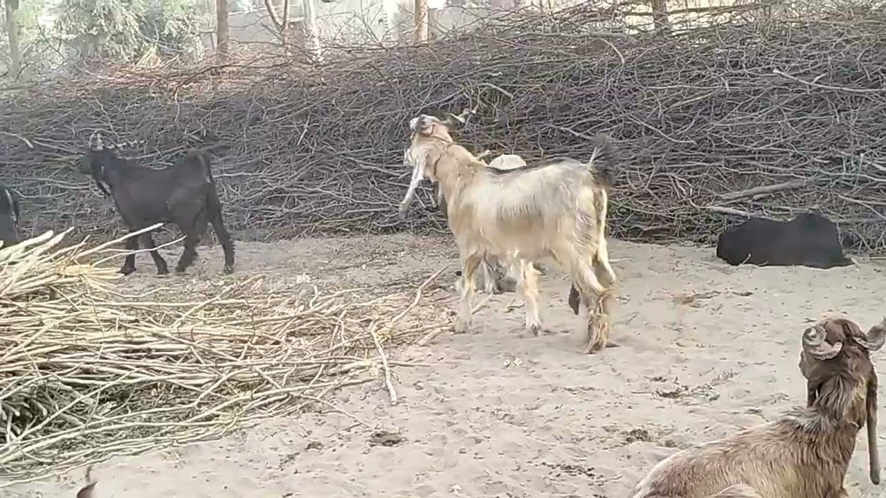 DDP goat milk mother #goat#breeder the best video #ddp breed mashallah very nice 03454579853