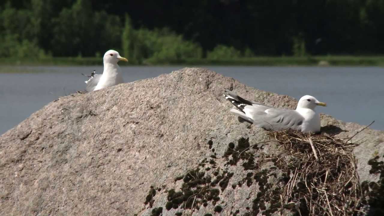 Hedesunda Camping. Sweden.