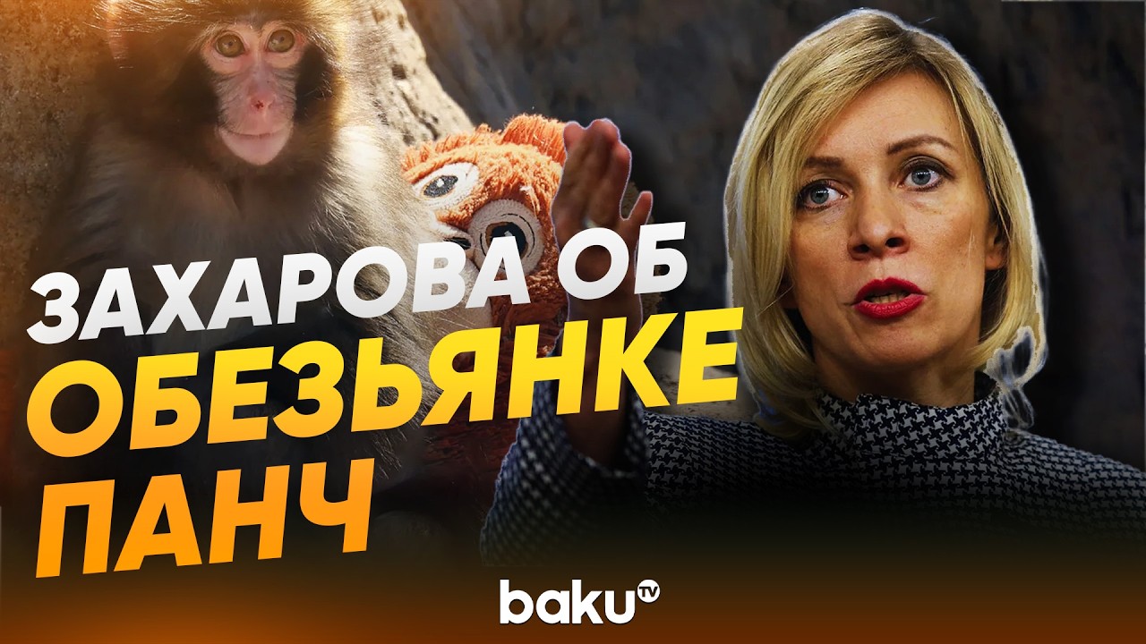 Захарова пристыдила поклонников обезьянки Панча - Baku TV | RU