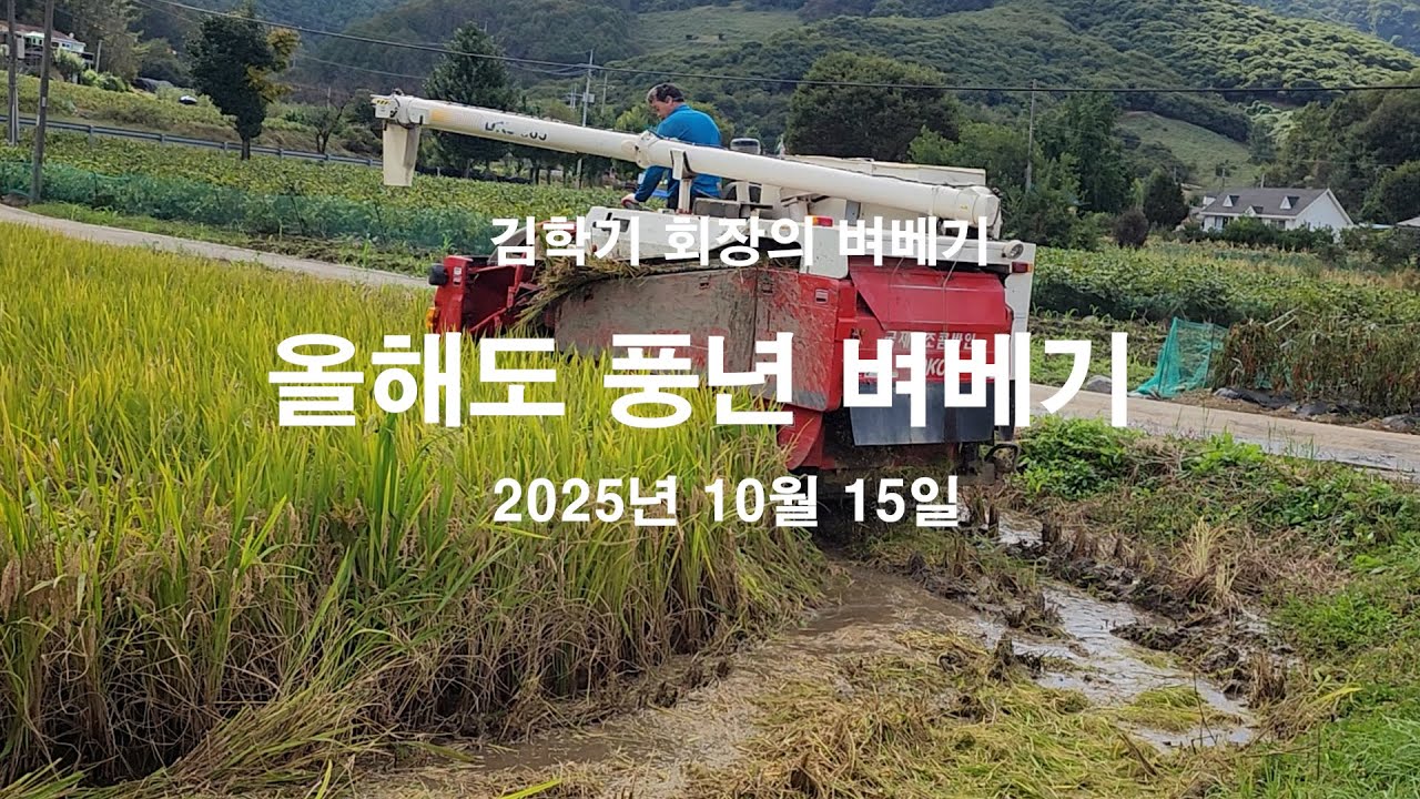 벼베기