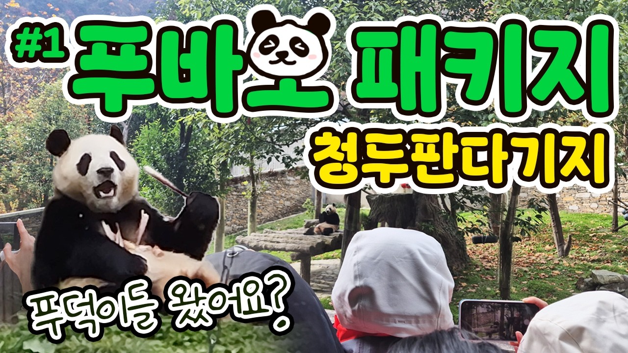 🇨🇳푸바오 만나러 갑니다!(11/14~11/15) 🐼패키지로 다녀온 청두 선수핑 판다기지