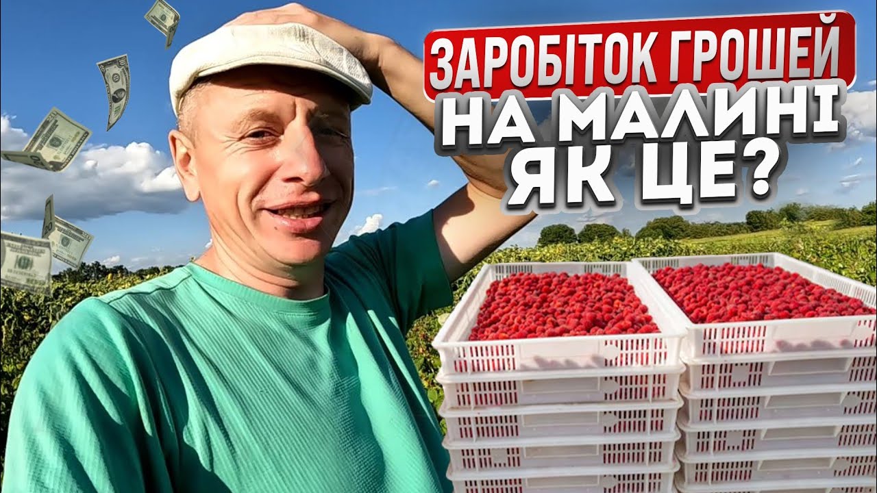 ЯК ЗАРОБЛЯЮТЬСЯ ГРОШІ НА МАЛИНІ - збирали і здавали малину гуртом на заморозку. Яка ціна малини?