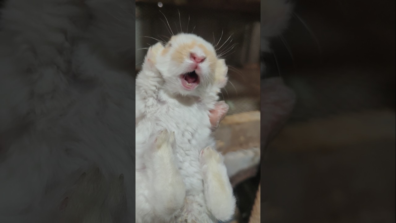 Screaming Bunny! Rabbit Shrieks When Farmer Picks It Up &ndash; What&rsquo;s Happening? 🐇😱 💥