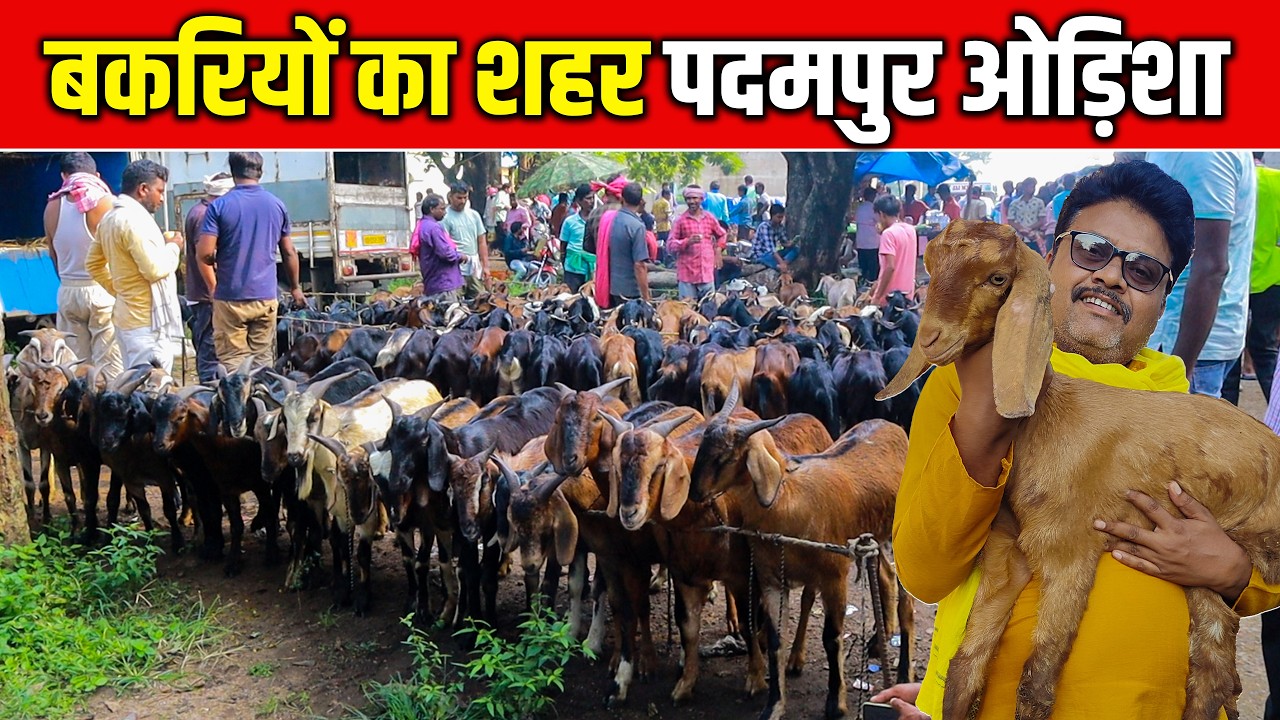 देश की सबसे सस्ती बकरियां Padampur Bakri Baazar Odisha में।#omprakashausar। Cheapest Goats In India
