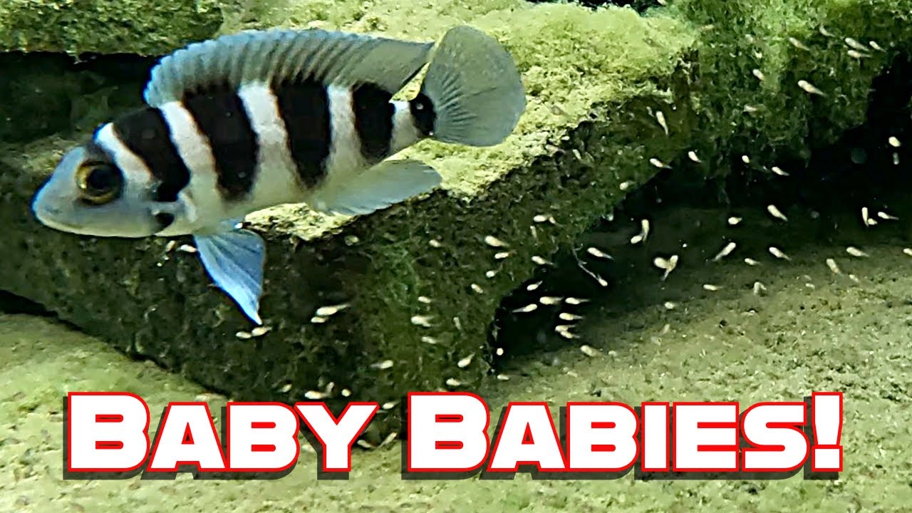 Hundreds of Baby Trets!  Five-Bar Cichlid, Neolamprologus tretocephalus