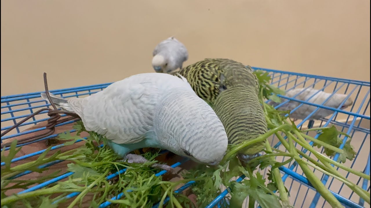lovebirds cute video