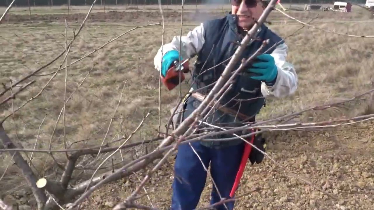 La ce sunt BUNI cepii/Un vișin interesant