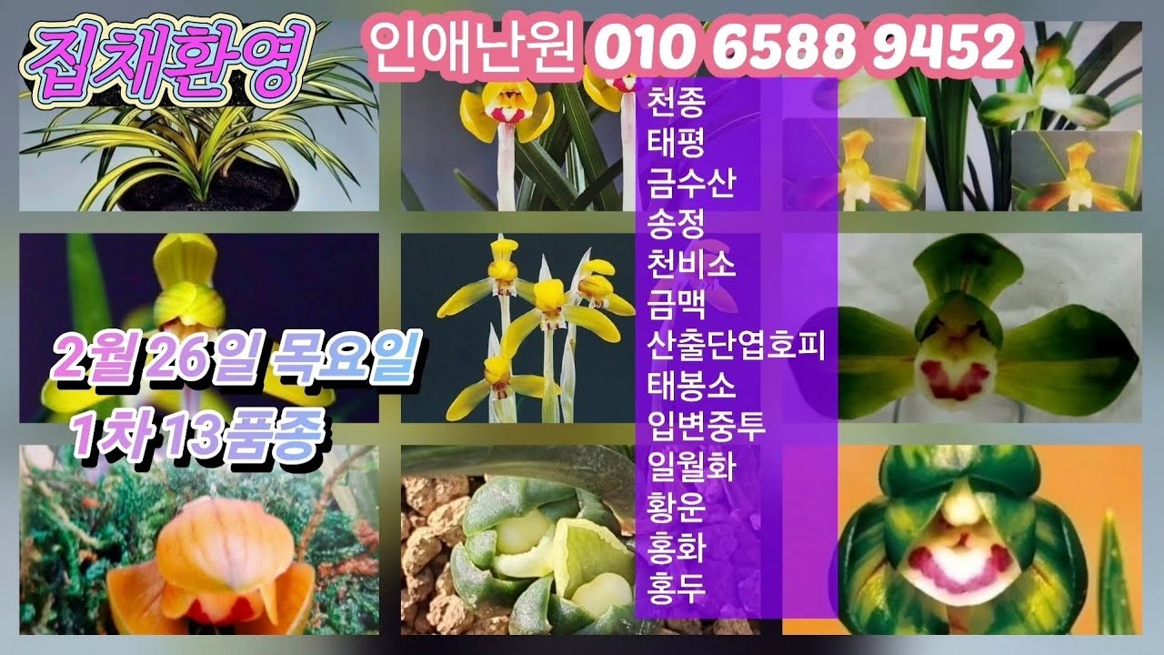 2월 26일 목/1차 천종 태평 금수산 송정 천비소 금맥 산출단엽호피 태봉소 중투 일월화 황운 홍화 홍두 13품종 판매합니다