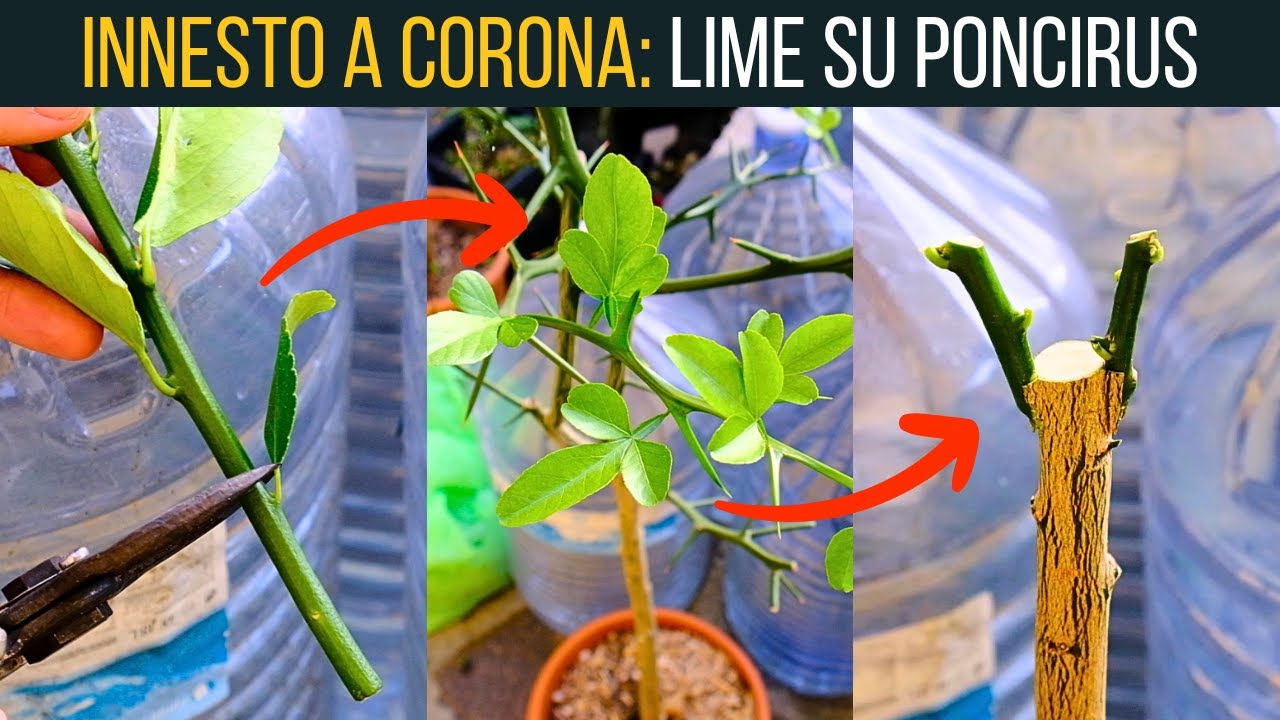AGRUMI 🍋 Innesto a Corona Doppio di Lime🍋‍🟩 su Poncirus 🌱