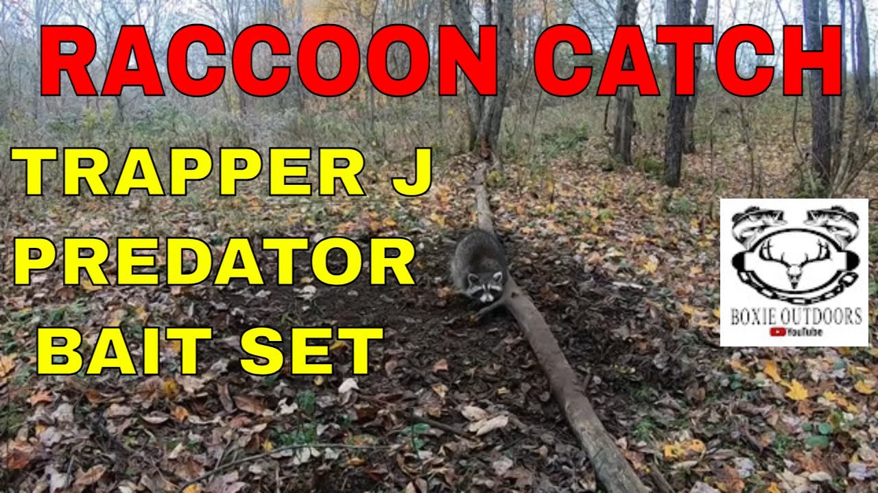 PA Trapping Season 2021-2022 ep.3 Catch on Trapper J Predator Bait& Lure