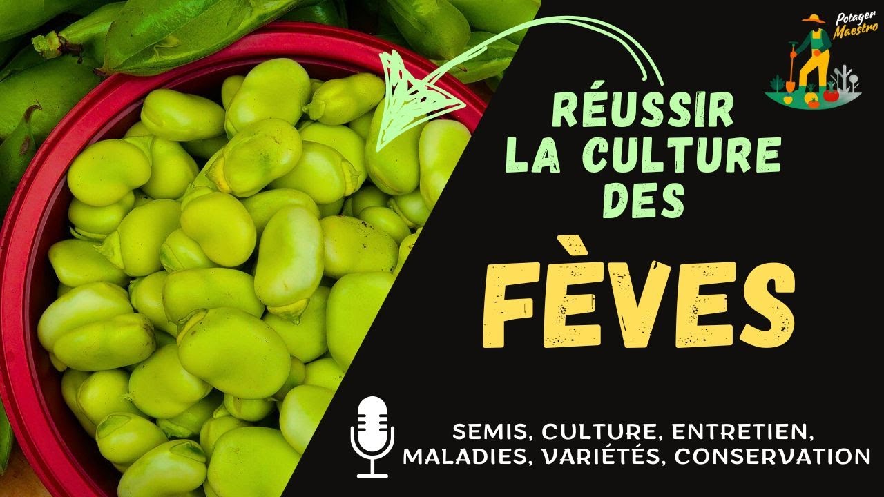 Réussir la culture des fèves dans votre potager