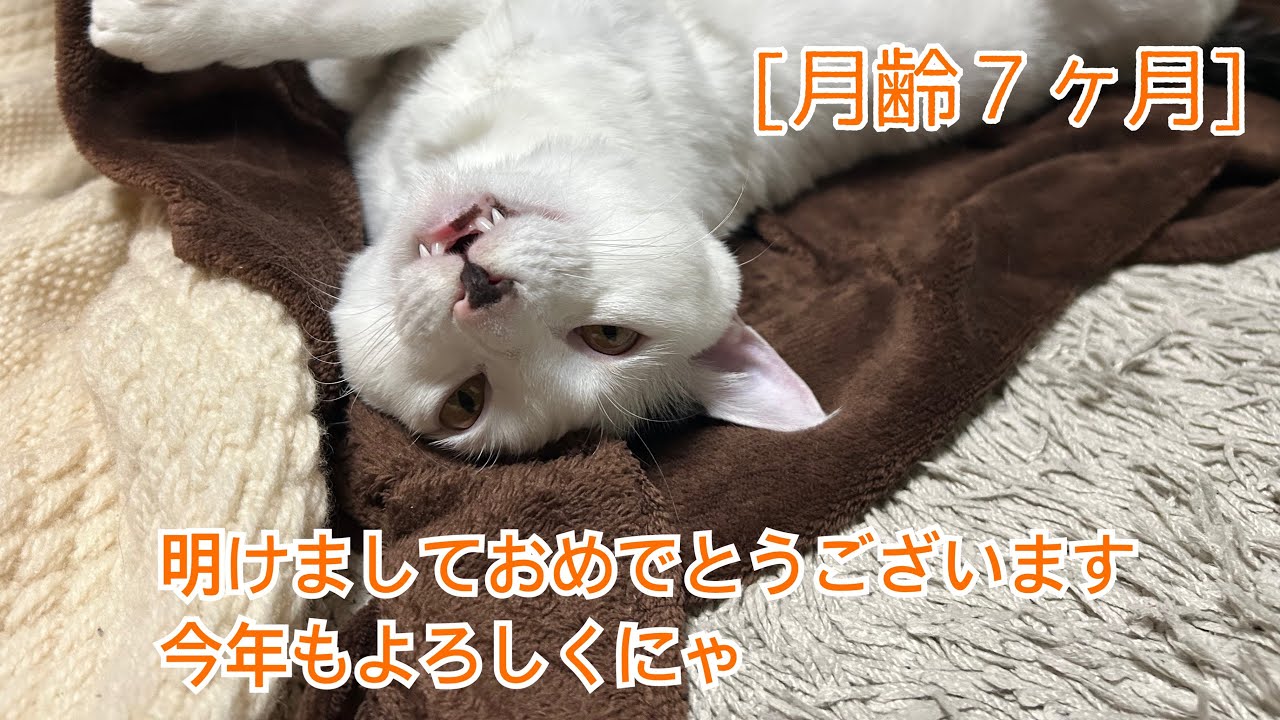 [月齢7ヶ月]年末年始、らんきち君には関係なし。いつも通り遊んでまったりのんびり@らんきちでしゅ 