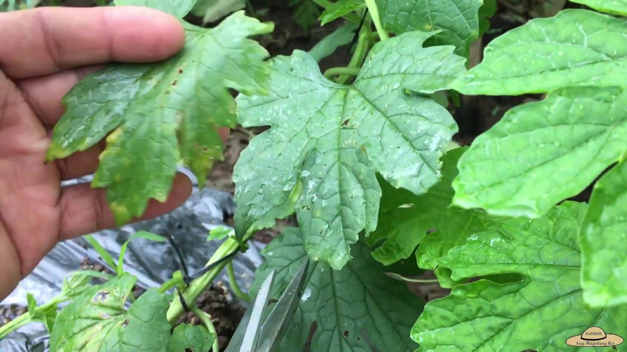 v47: Paano ako magPruning ng Ampalaya? Pagtanggal ng Dahon at Sideshoots.