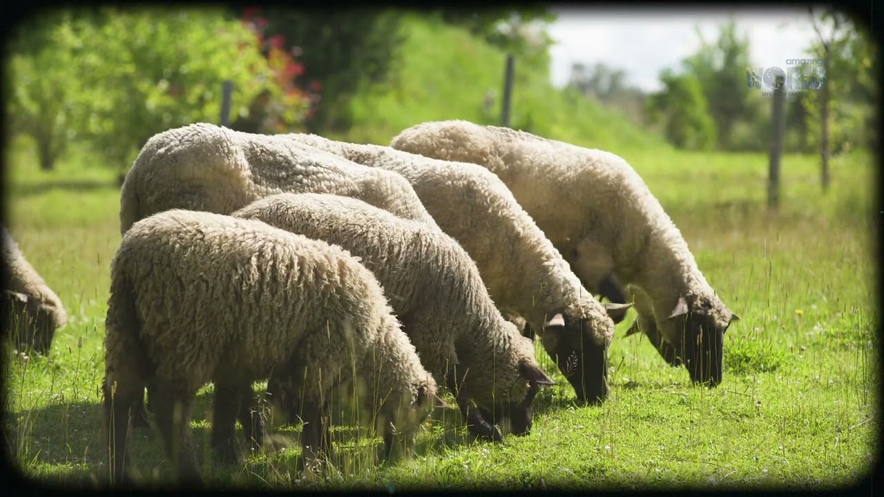 4K Ultra HD | Beautiful sheep in pasture. White and brown sheep grazing on field in the countryside