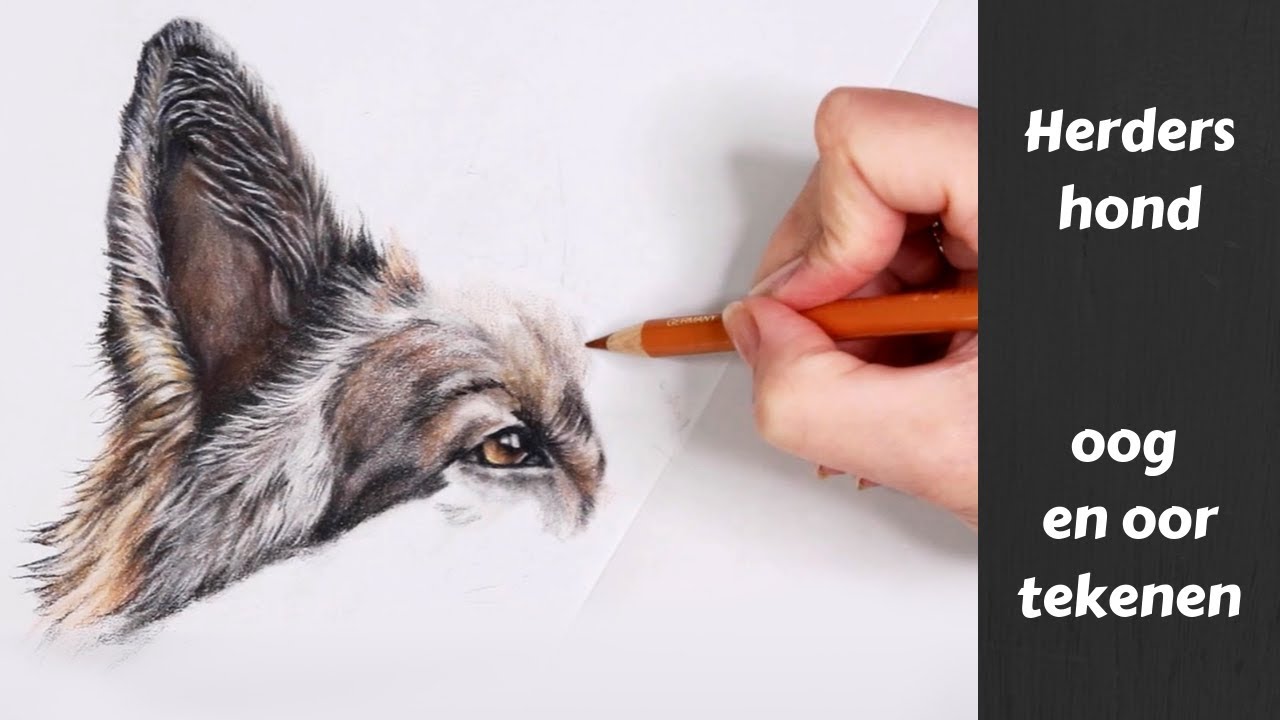 HOE TEKEN JE EEN HOND? deel 1 oog en oor | LEREN TEKENEN voor beginners