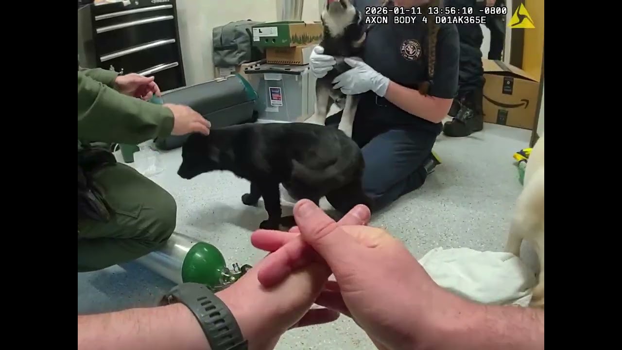 Unresponsive puppies left at fire station during suspected fentanyl overdose