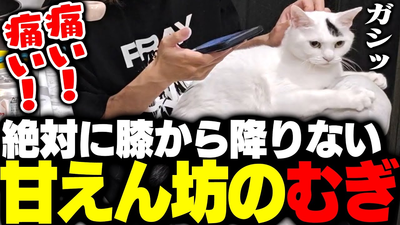 SHAKAの膝の上から意地でも降りようとしないむぎ