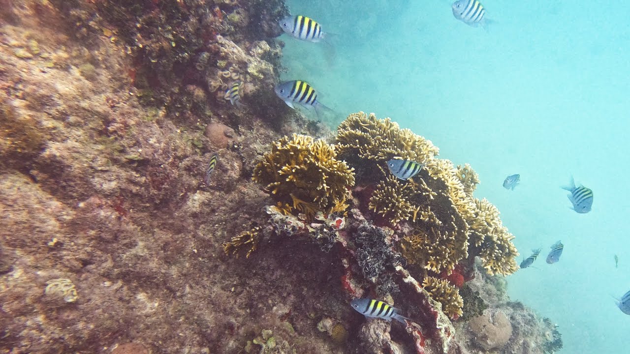 Mato Verde - Abrolhos - 16/01/2026