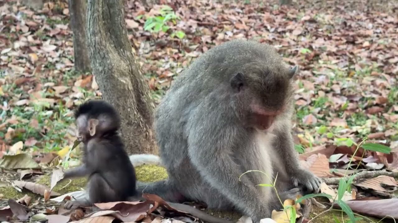Baby monkey Bessie in serious hole 