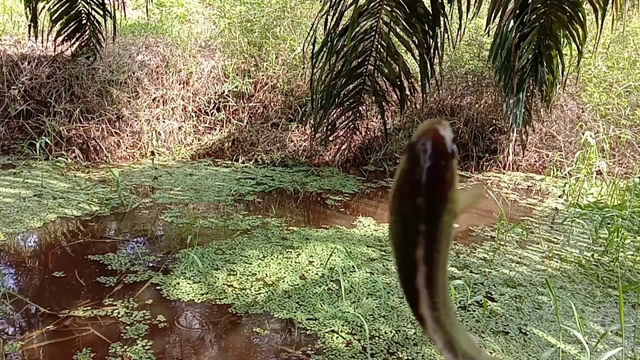Mancing papuyu - Strike 1 kg ikan betok di rawa hitam