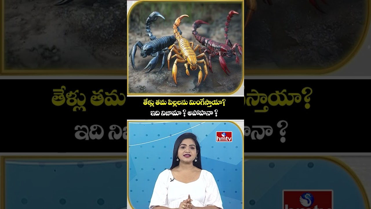 To The Point : తేళ్లు తమ పిల్లలను మింగేస్తాయా? ఇది నిజామా ? అపోహనా ? | Scorpions Life | hmtv