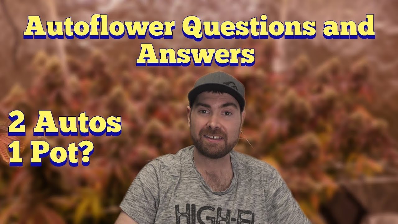 2 Autoflowers In 1 POT? AUTO GROWING Q&A