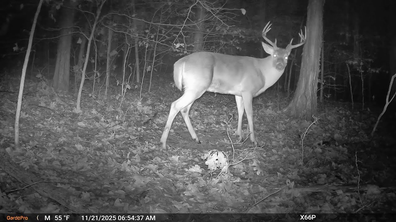 Late rut buck activity: Trail Cam Adventures