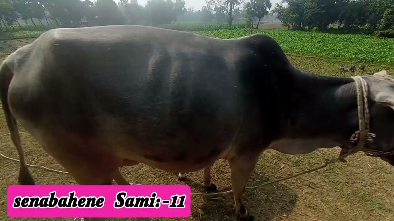 New Golpo:- সেনাবাহিনী স্বামী | পর্ব_১১ | Senabahene Sami | Part-11 | Nila Apu ♥️