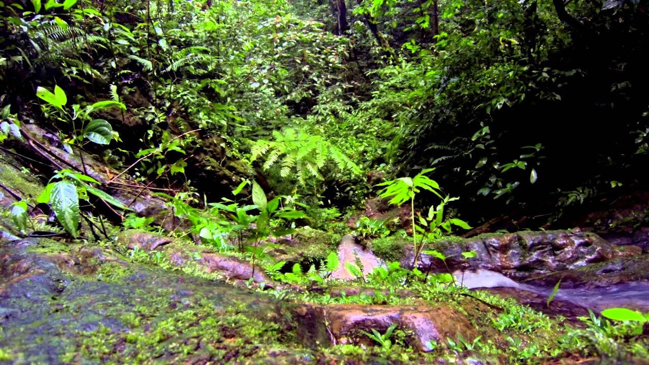 Rainforest Falls And The Beni River, The Amazon, Bolvia
