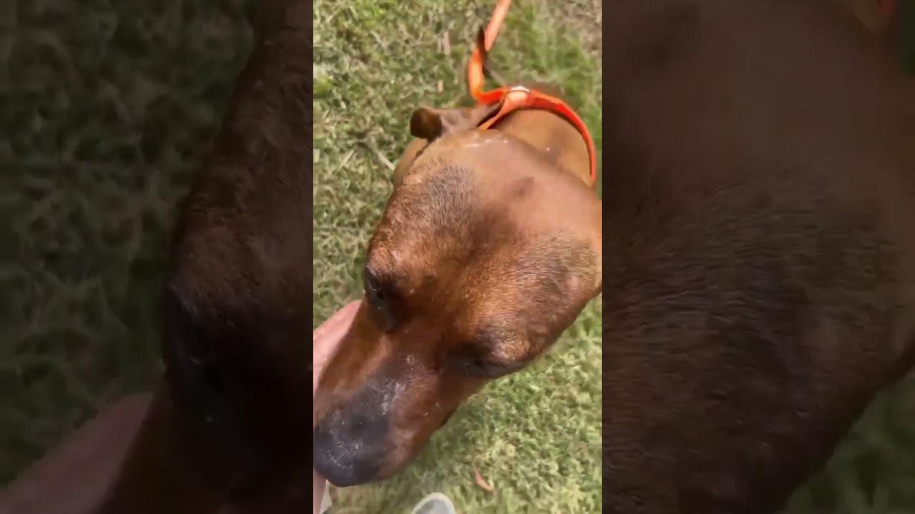 Pitbull Falls Into Sewage Tank & Strains For HOURS To Keep His Head Above The Raw Waste