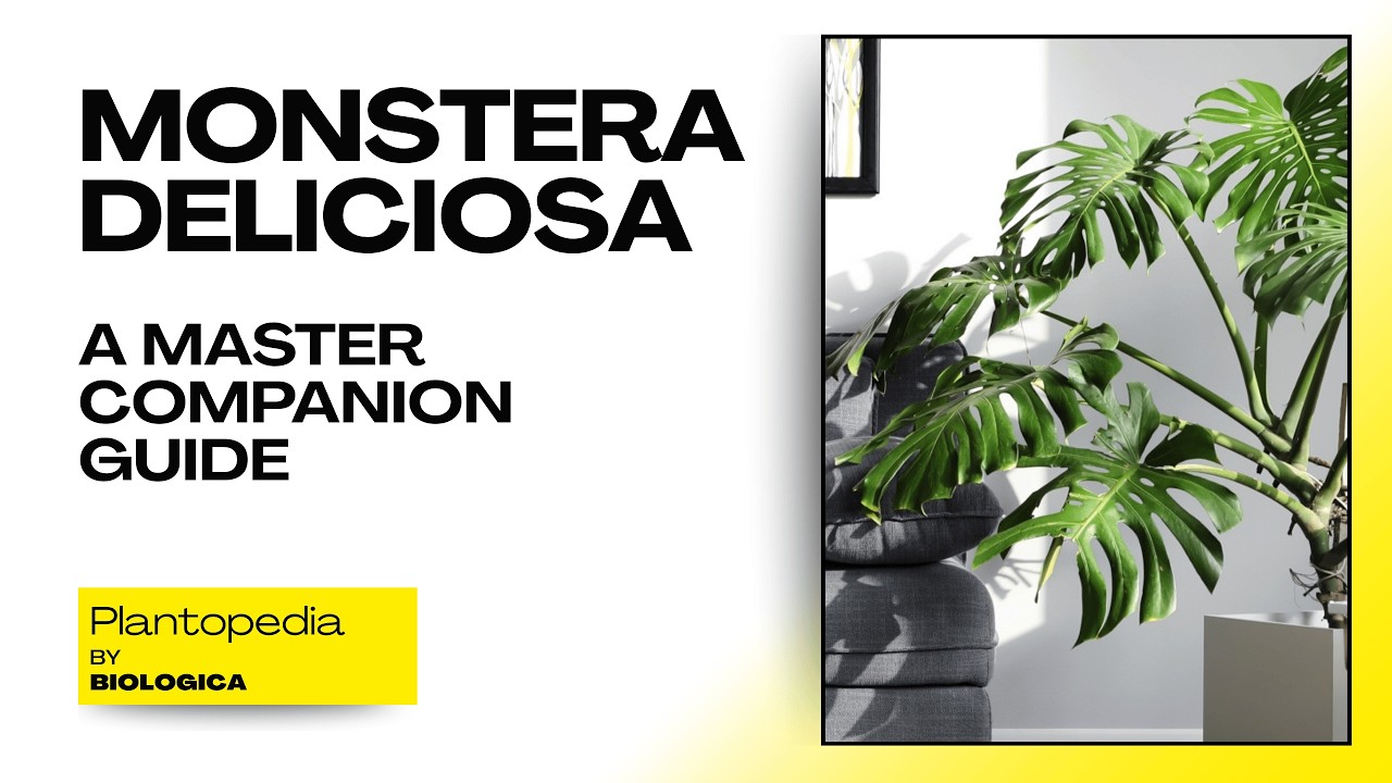 Monstera Deliciosa: The Practical Master Companion Guide