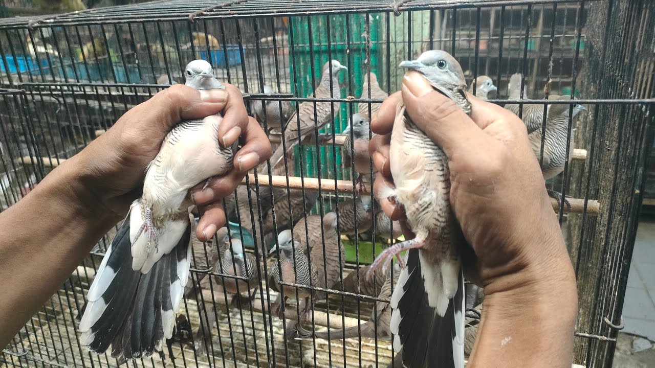 PERKUTUT RANDU BELATUNG ( RB) YANG SEPERTI INI SUARA NYA KUNG-KUNG