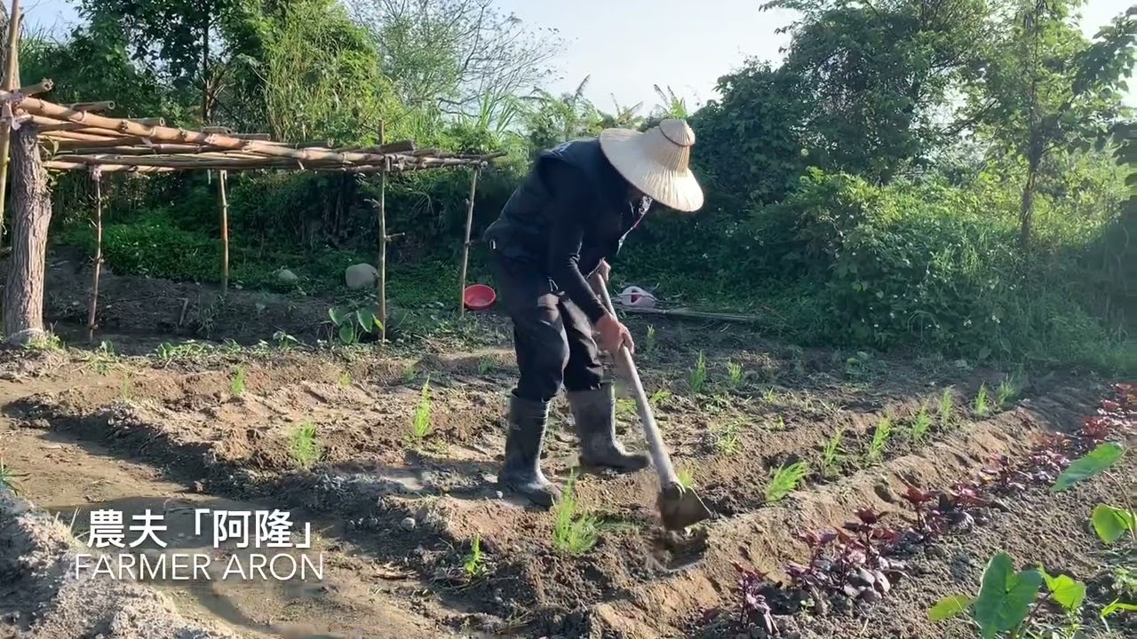 種綠蘆筍 | 首年管理～培土養根