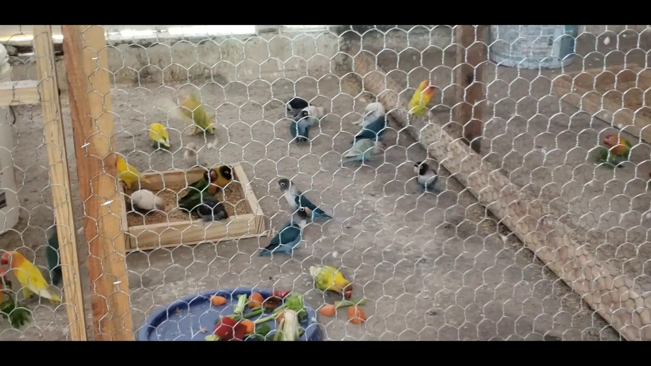 Voladeros agapornis, inseparables, lovebirds