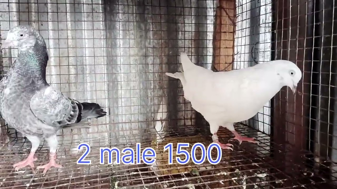 😎Dindigul brothers farm 😎 ஃபேன்சி புறாக்கள் விற்பனை 🤙 நம்பர்9080022597