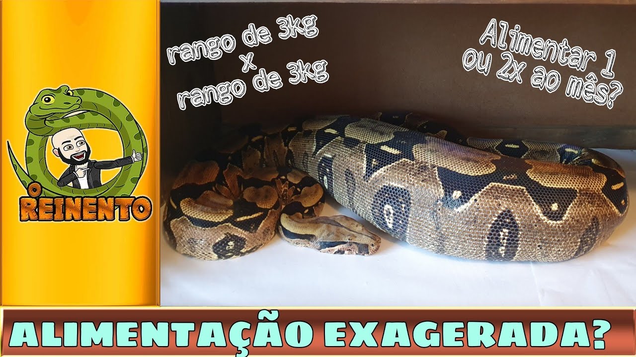 ALIMENTAÇÃO EXAGERADA? ALIMENTAR 2 OU 3 VEZES NO MÊS?
