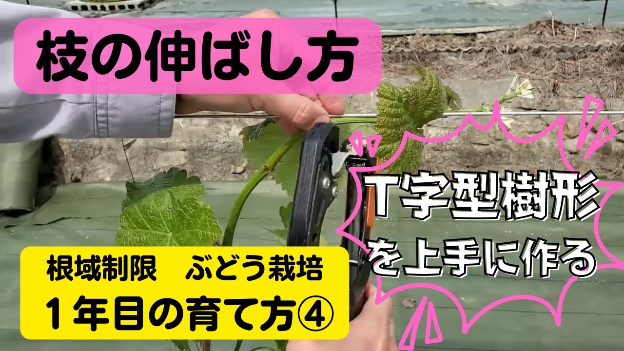 葡萄の育て方【一年目の上手な育て方④2021年】植付から1年間で樹形を完成させるためのノウハウを分かり易く解説。シャインマスカット・ナガノパープル、他品種応用可能