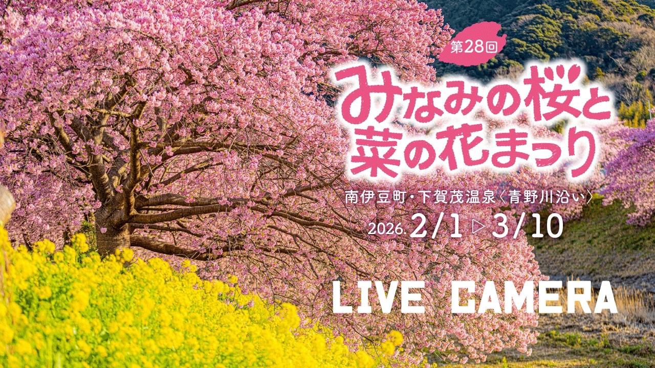 みなみの桜開花情報【ライブカメラ】