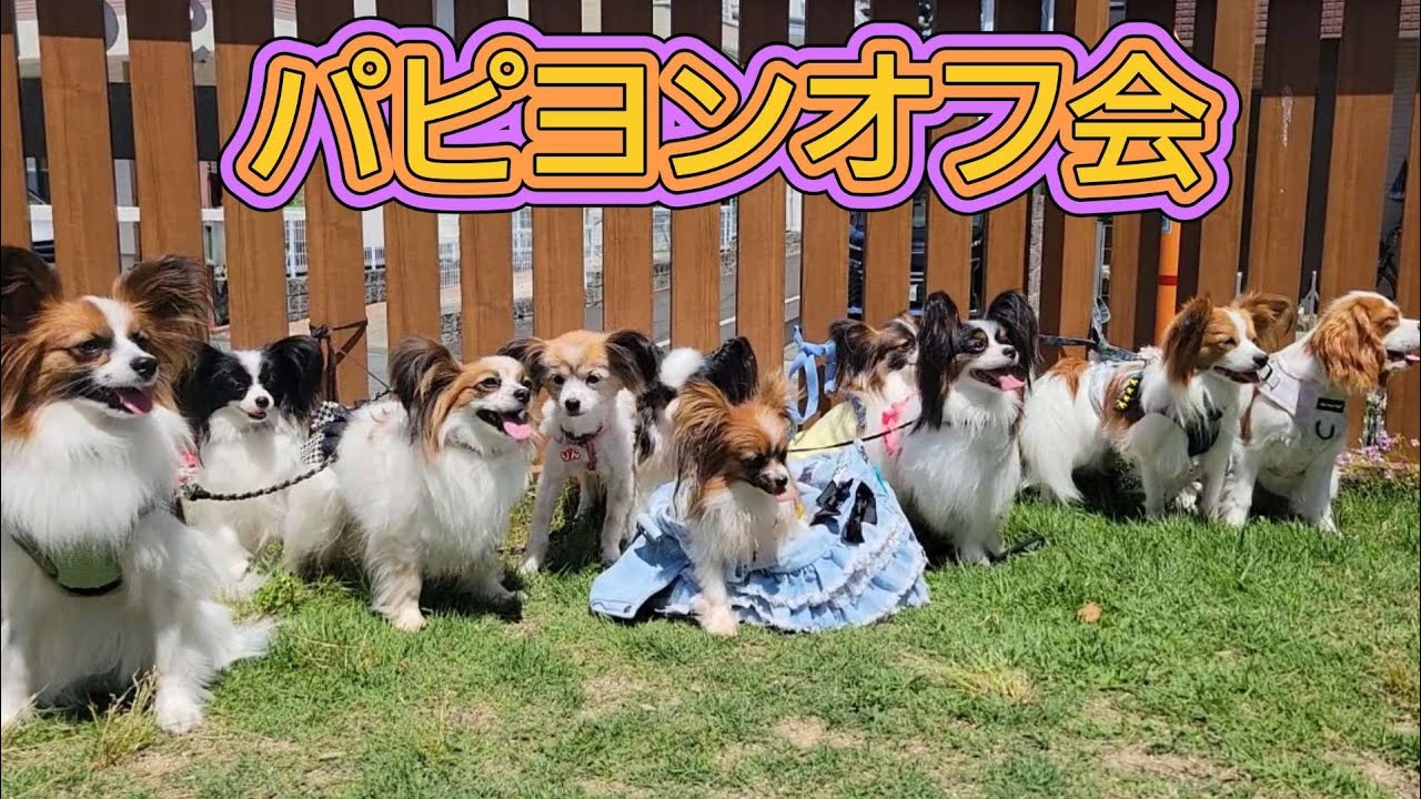 【大阪①】パピヨンオフ会🎵見渡す限りのパピヨンでわちゃわちゃ🤣