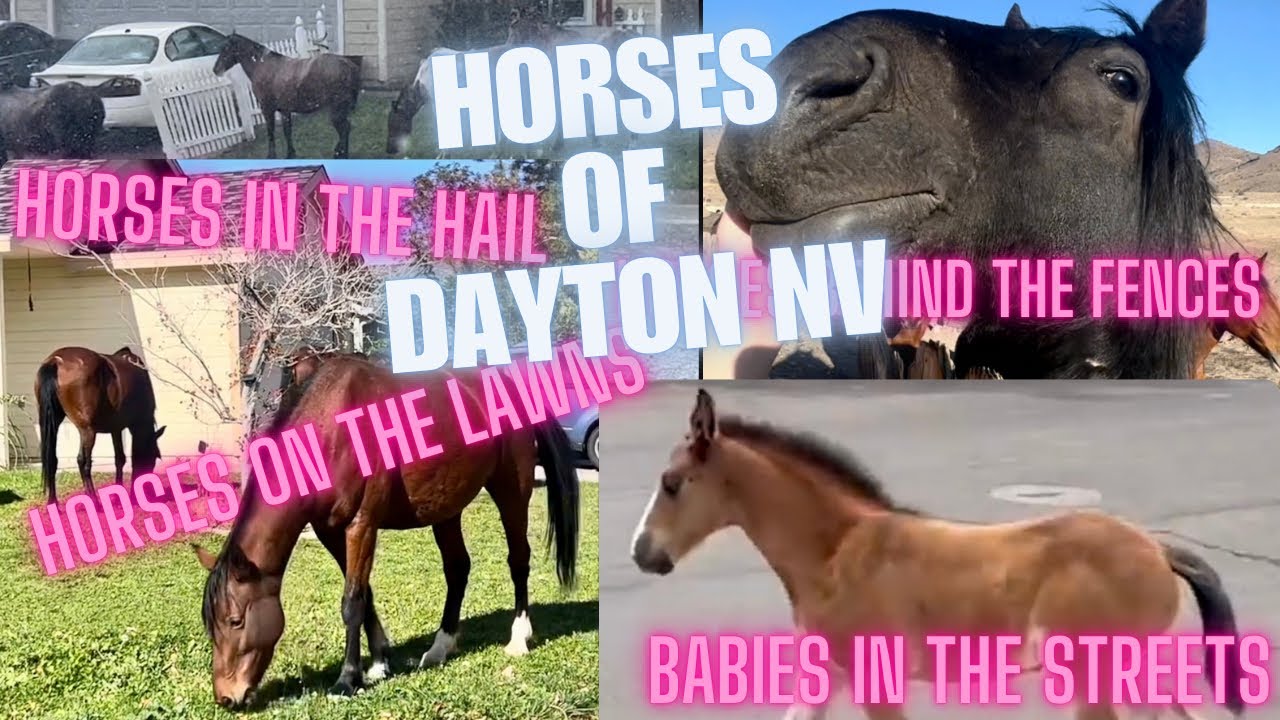 Wild horses of Dayton Nevada compilation