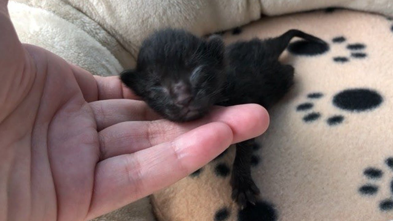 Abandoned Tiny Kittens Only Two Days Old Need Bottle and Tube Feeding To Survive