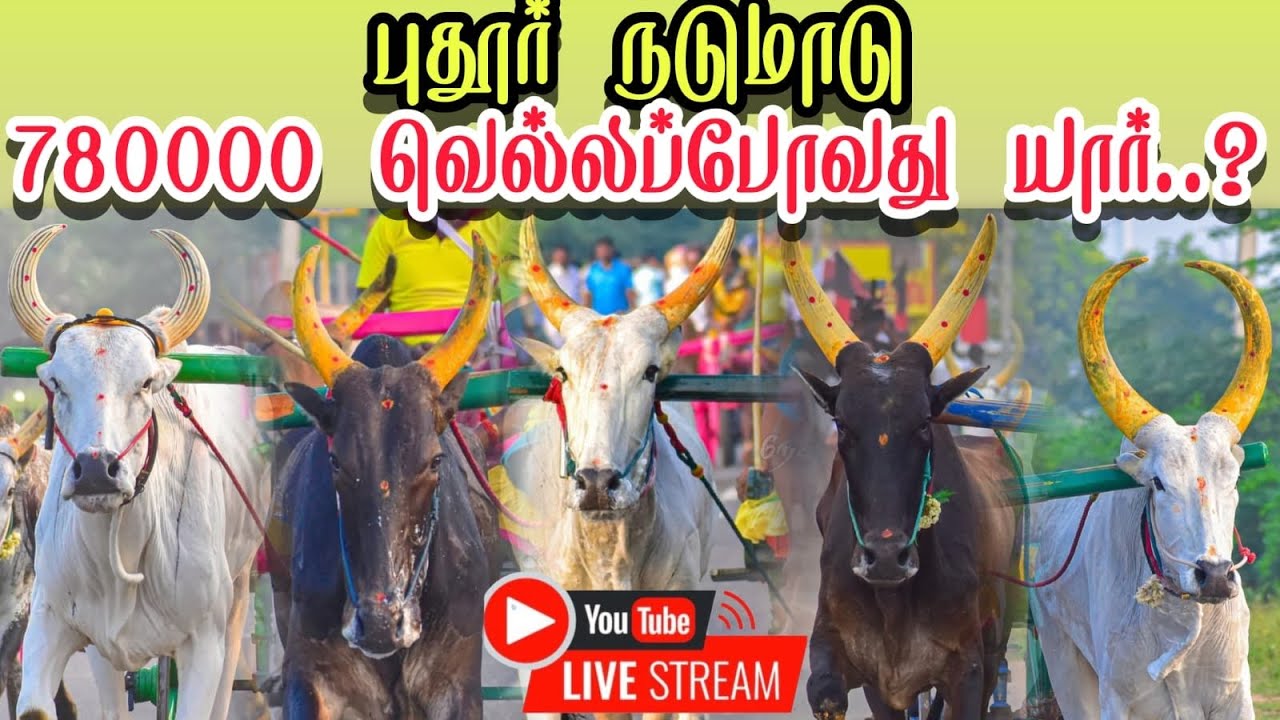 live தூத்துக்குடி மாவட்டம் புதூர் நடுமாடு