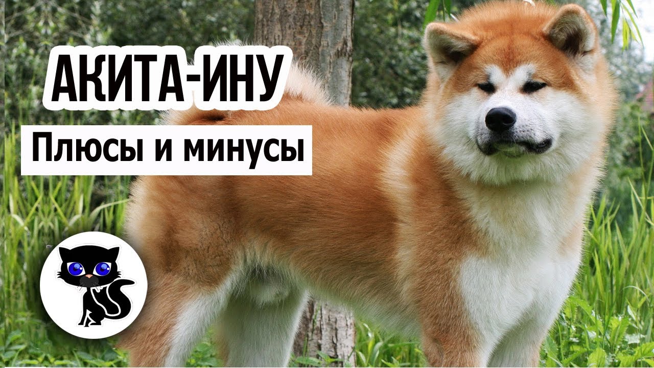 ✔ Акита-ину: плюсы и минусы. Проблемы, ожидающие владельцев этой породы